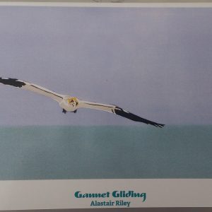 Gannet Gliding