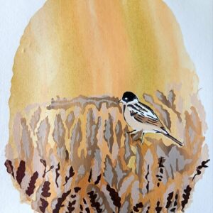 Reed buntings in Corn